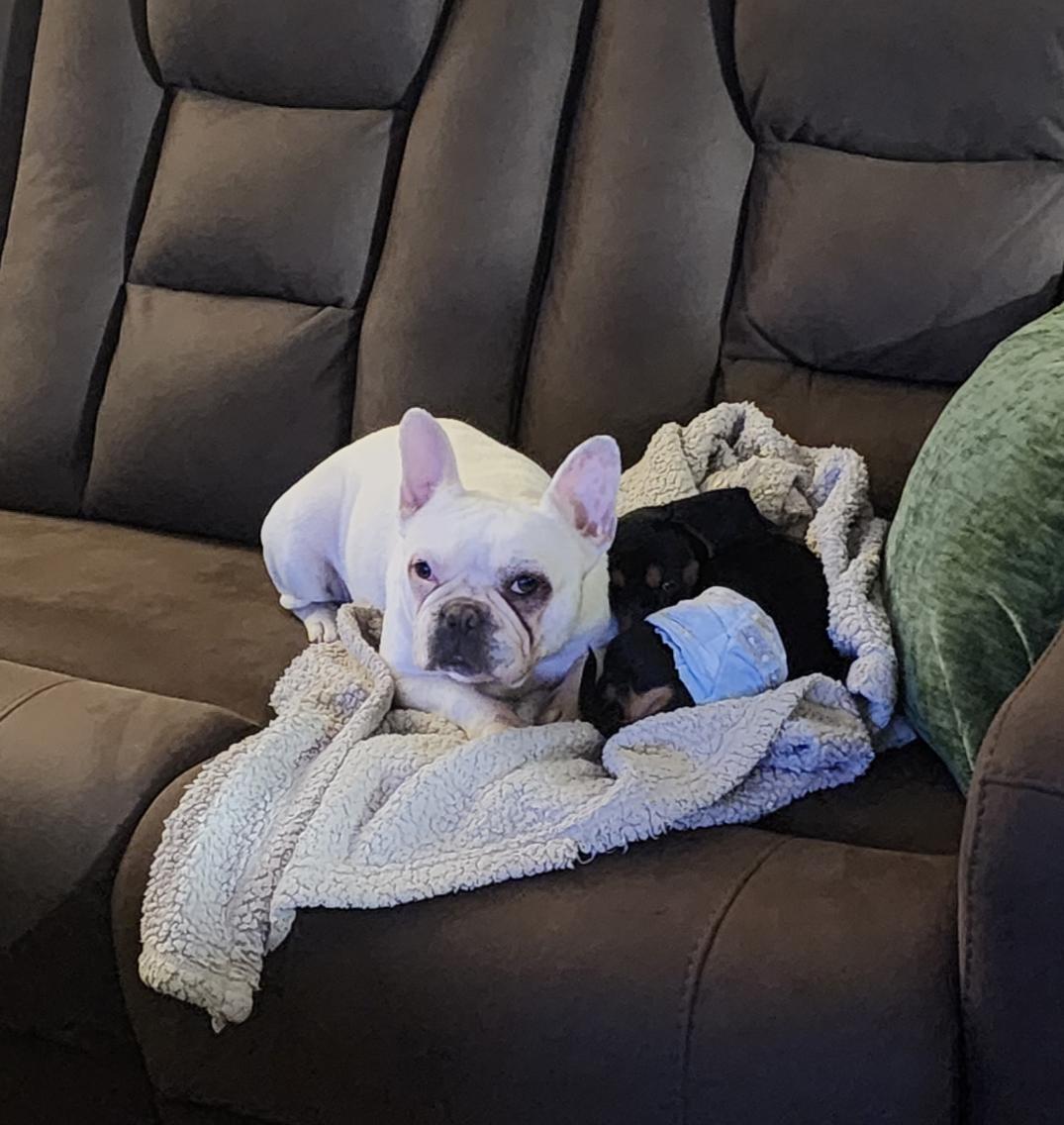Enlarge Becky, a Adoptable French Bulldog in Sioux Falls, SD image 3/3