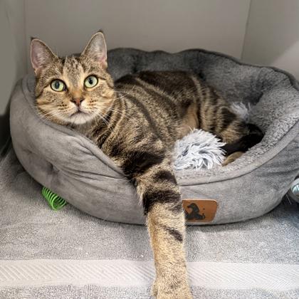 Angie, Adoptable, Adult Female Domestic Short Hair & Domestic Short Hair.