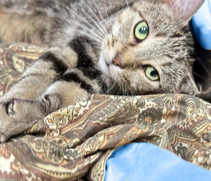 Enlarge Angie, a Adoptable Domestic Short Hair in Voorhees, NJ image 2/3