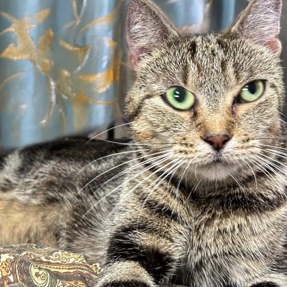 Enlarge Angie, a Adoptable Domestic Short Hair in Voorhees, NJ image 3/3