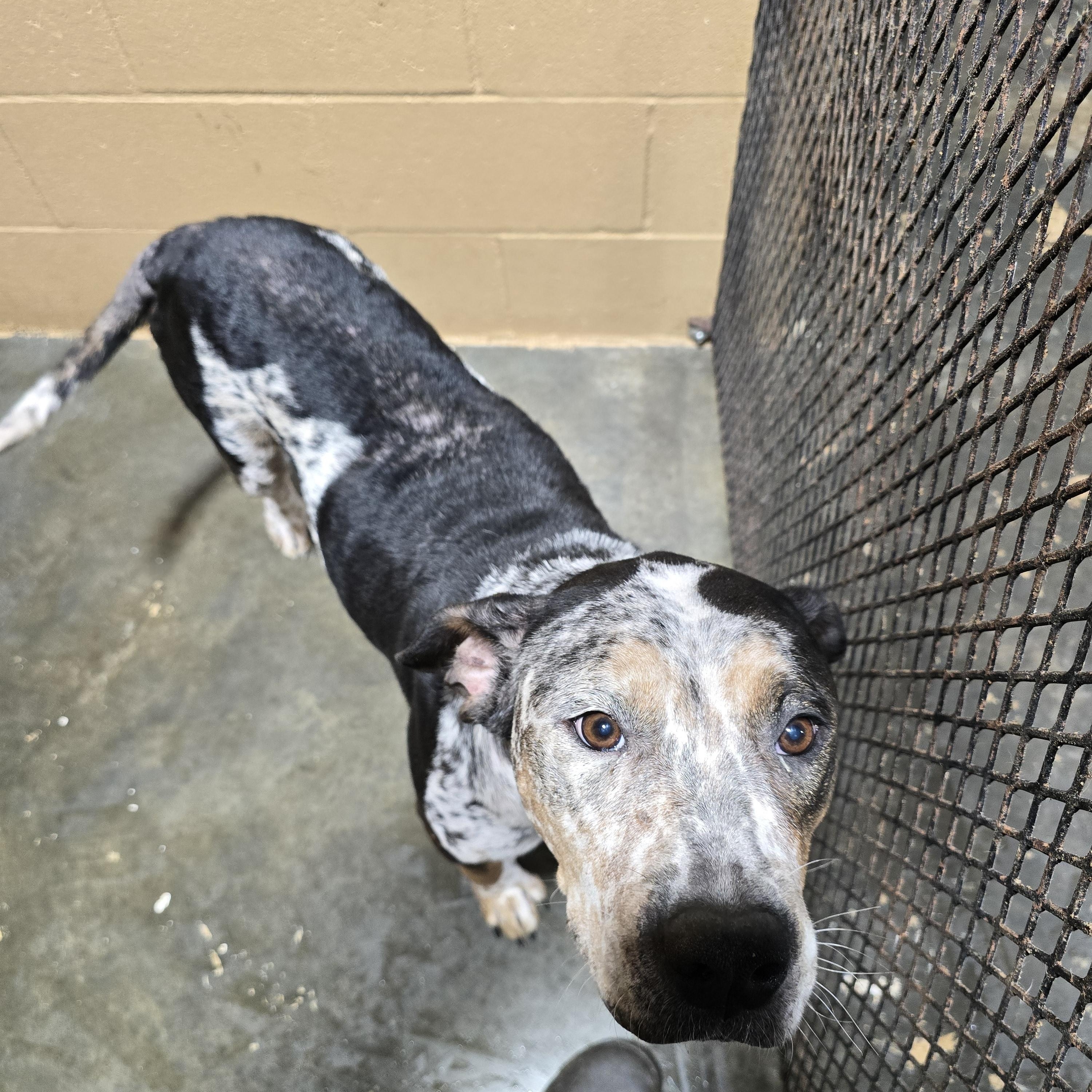 Evey, Adoptable, Adult Female Mixed Breed.