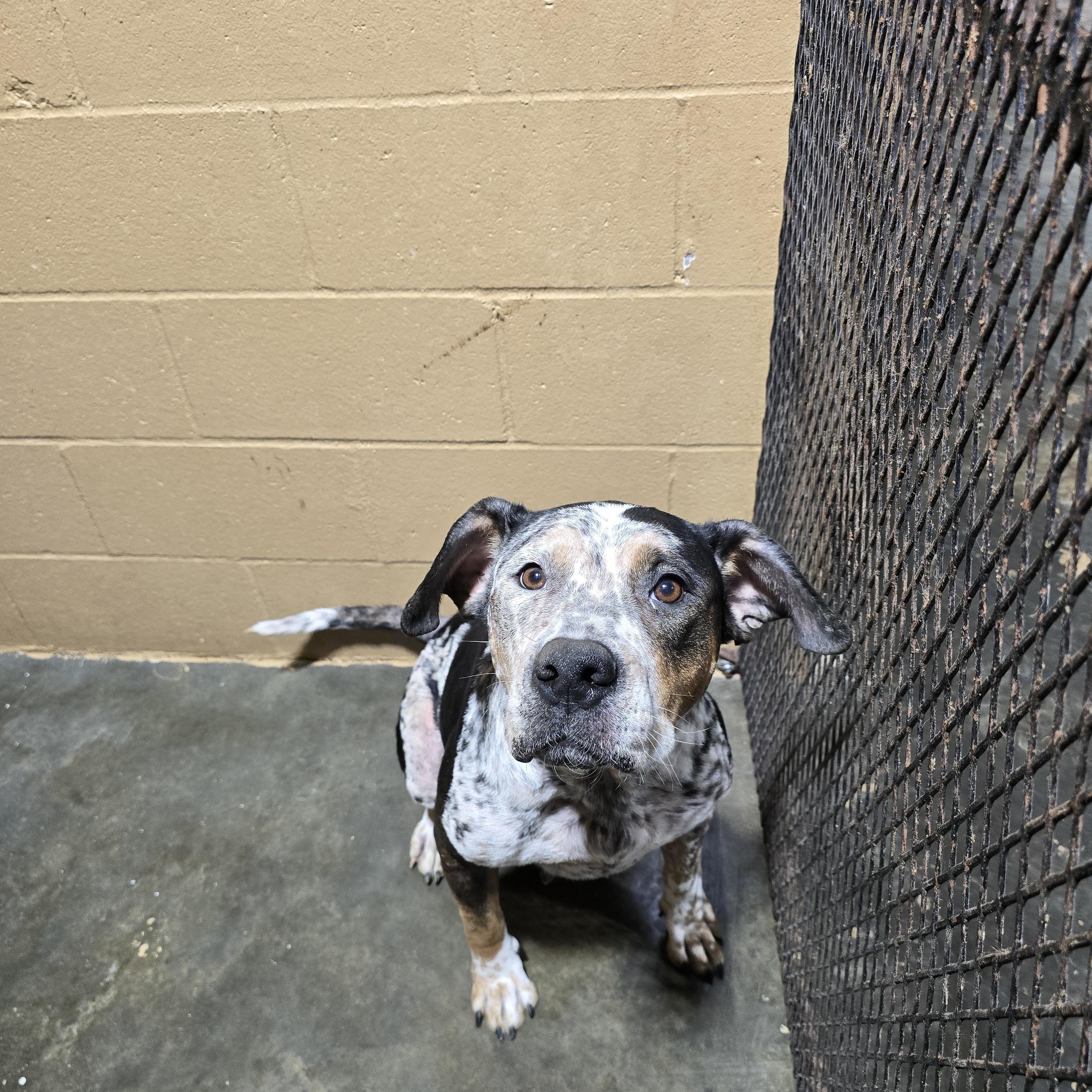 Enlarge Evey, a Adoptable Mixed Breed in McCrory, AR image 2/2