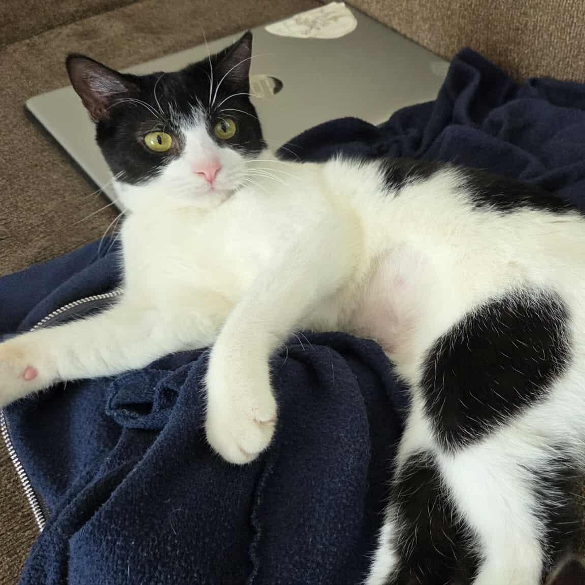 Snoopy, a Adoptable Tuxedo in Norwich, CT image 4/5