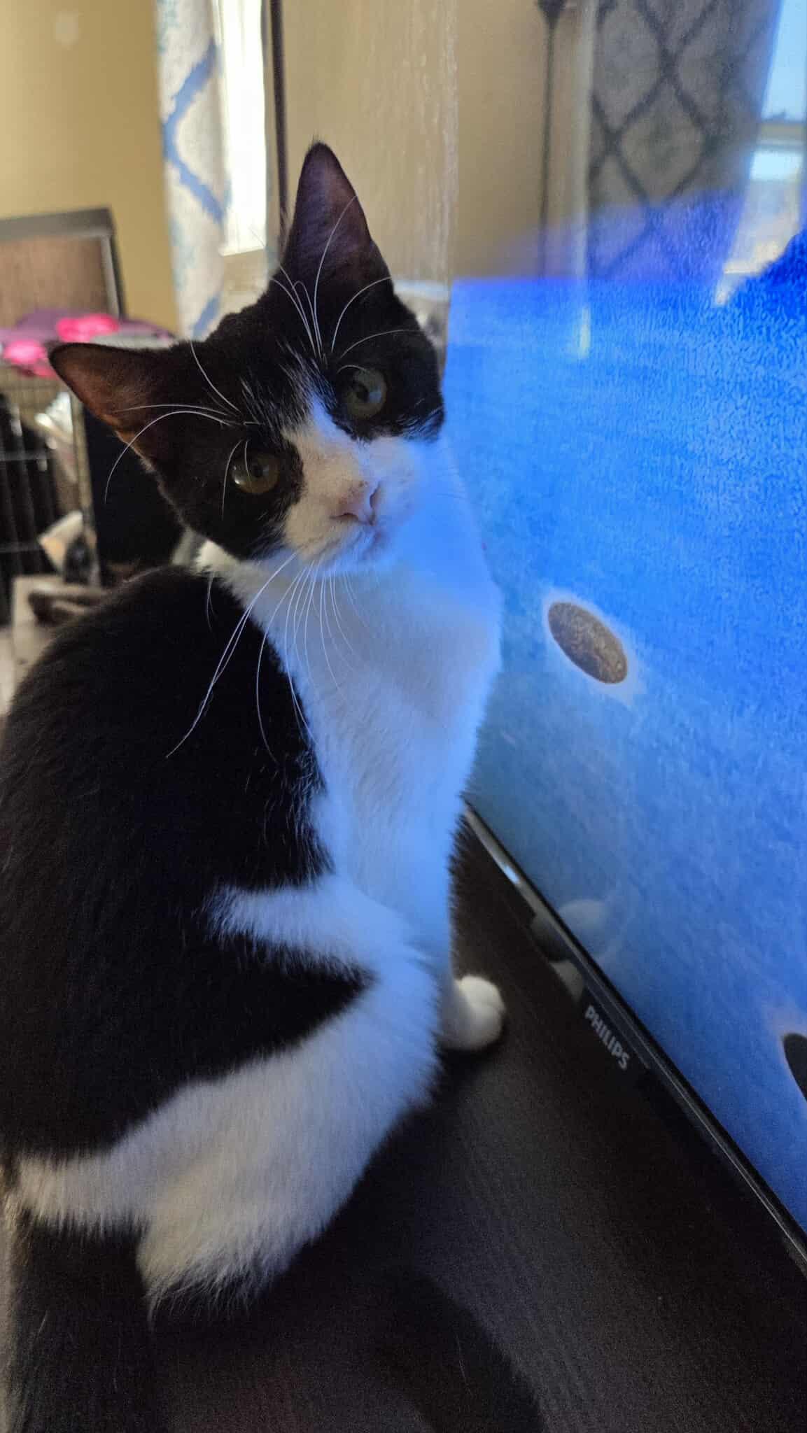 Snoopy, a Adoptable Tuxedo in Norwich, CT image 3/5