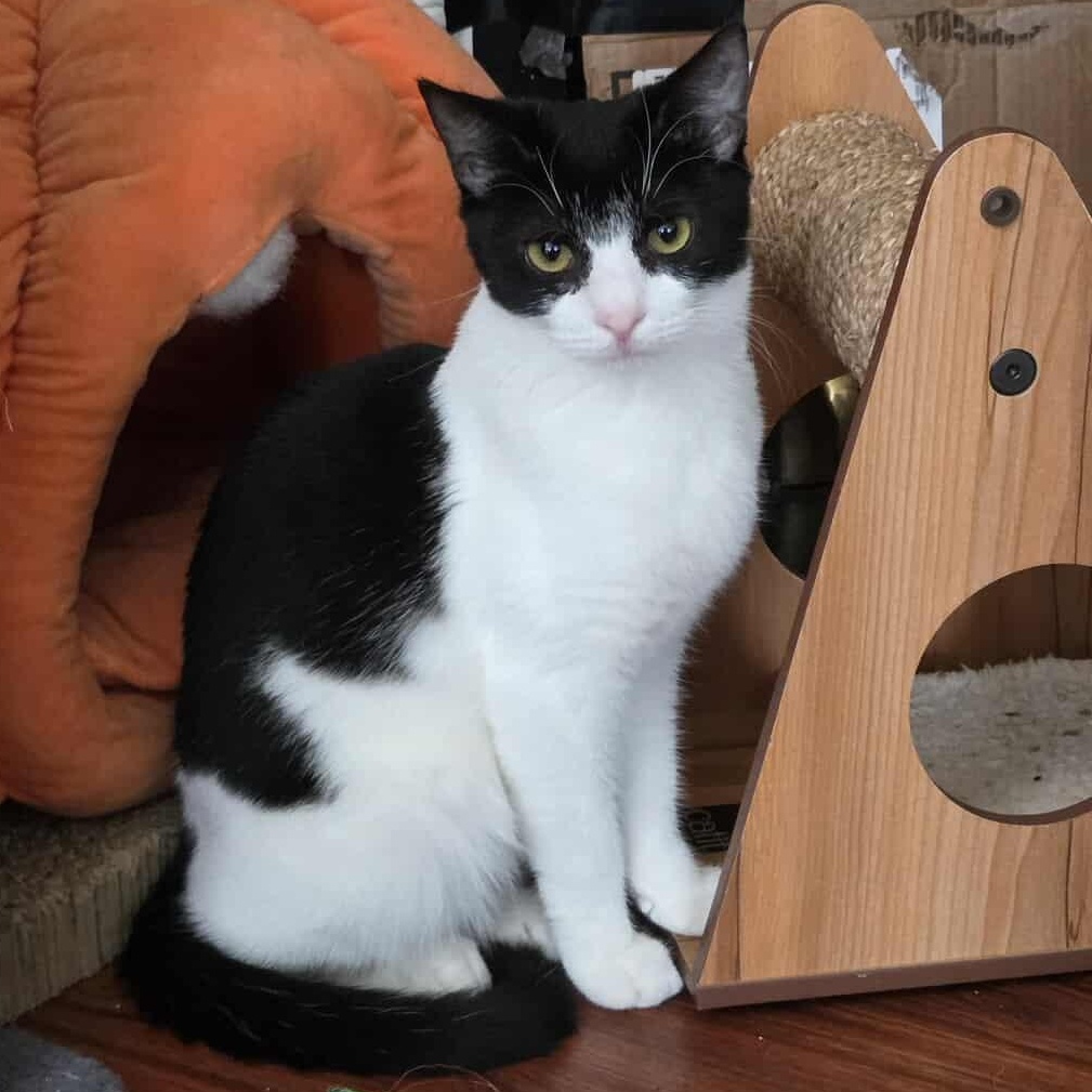 Snoopy, Adoptable, Young Female Tuxedo.