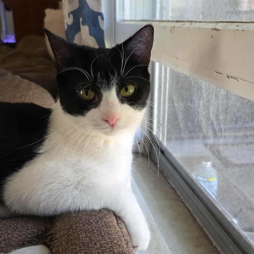 Snoopy, a Adoptable Tuxedo in Norwich, CT image 5/5