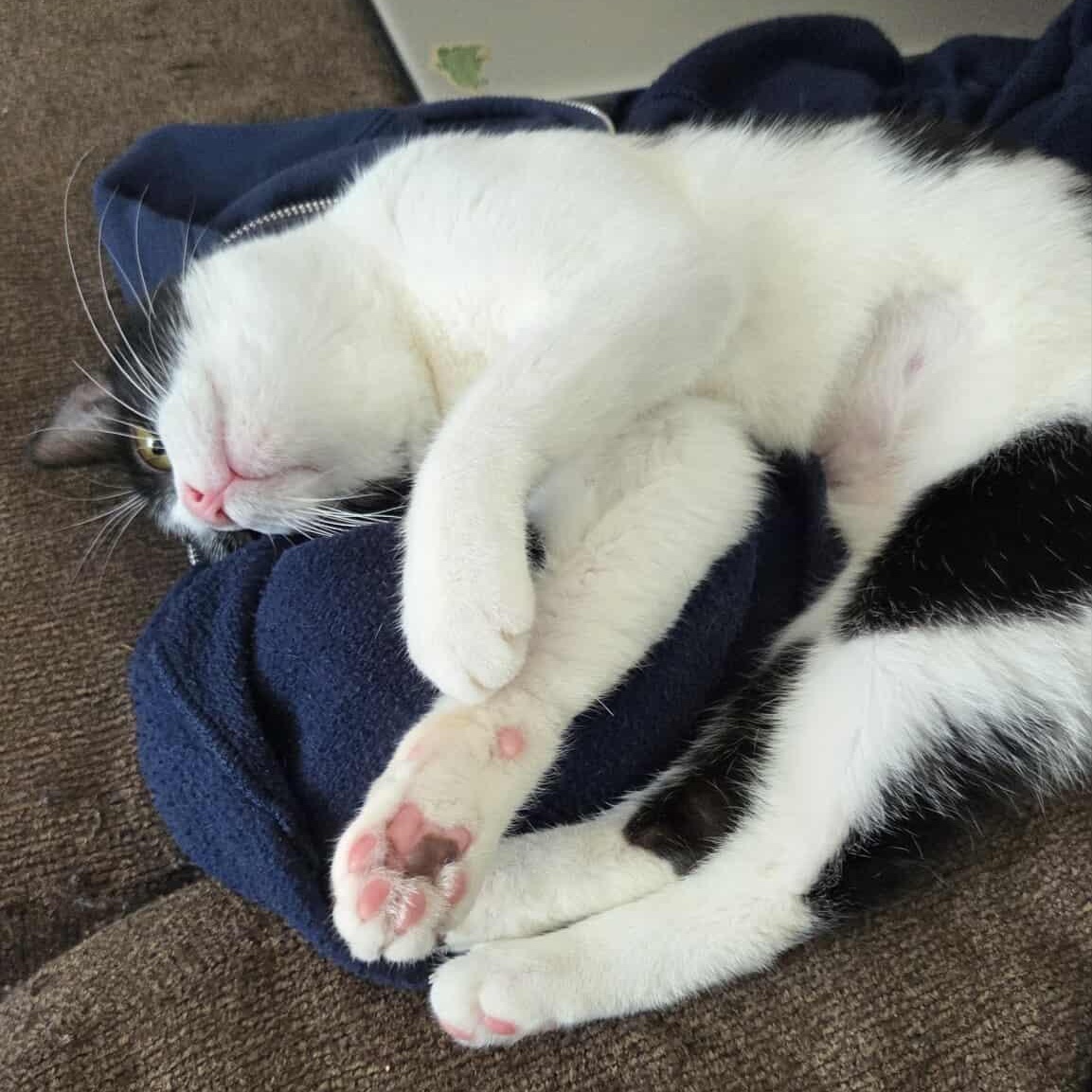 Snoopy, a Adoptable Tuxedo in Norwich, CT image 2/5