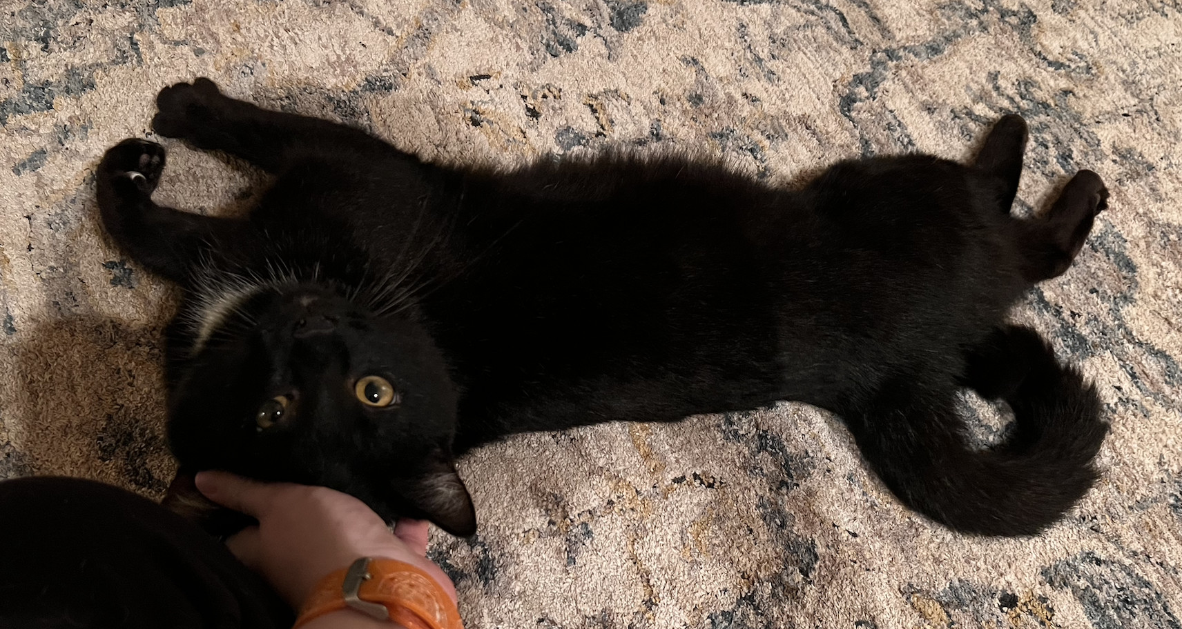 Enlarge Bagheera, a Adoptable Domestic Short Hair in Kissimmee, FL image 2/3