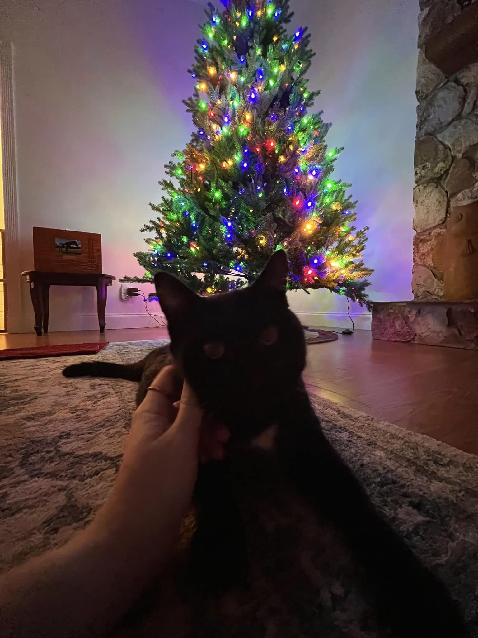 Enlarge Bagheera, a Adoptable Domestic Short Hair in Kissimmee, FL image 3/3