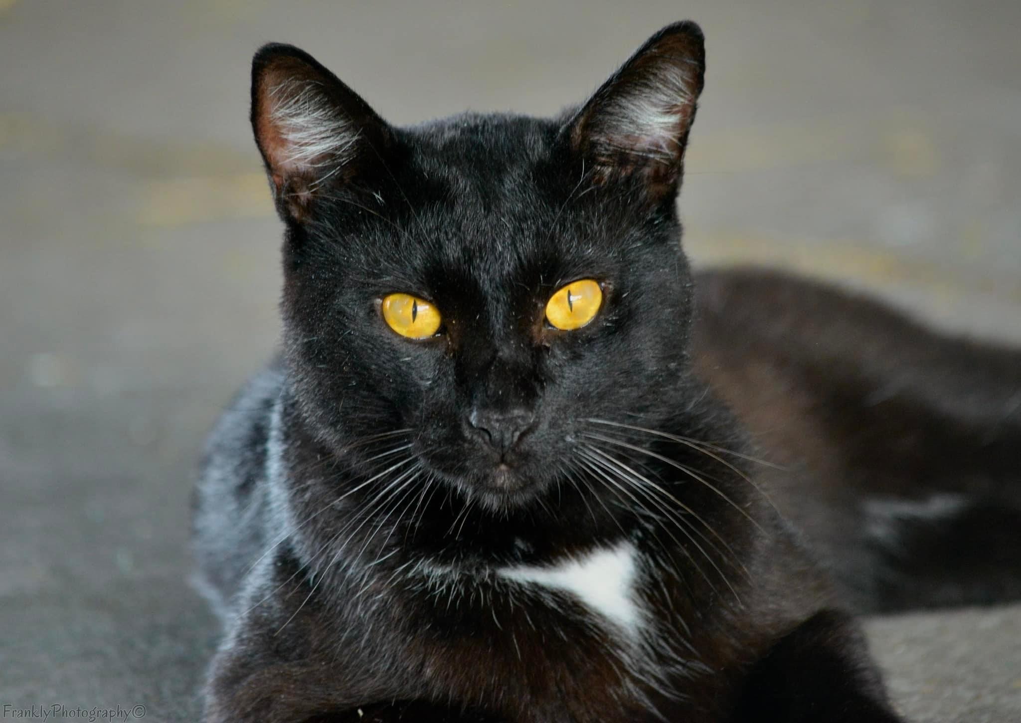 Enlarge Bagheera, a Adoptable Domestic Short Hair in Kissimmee, FL image 1/3