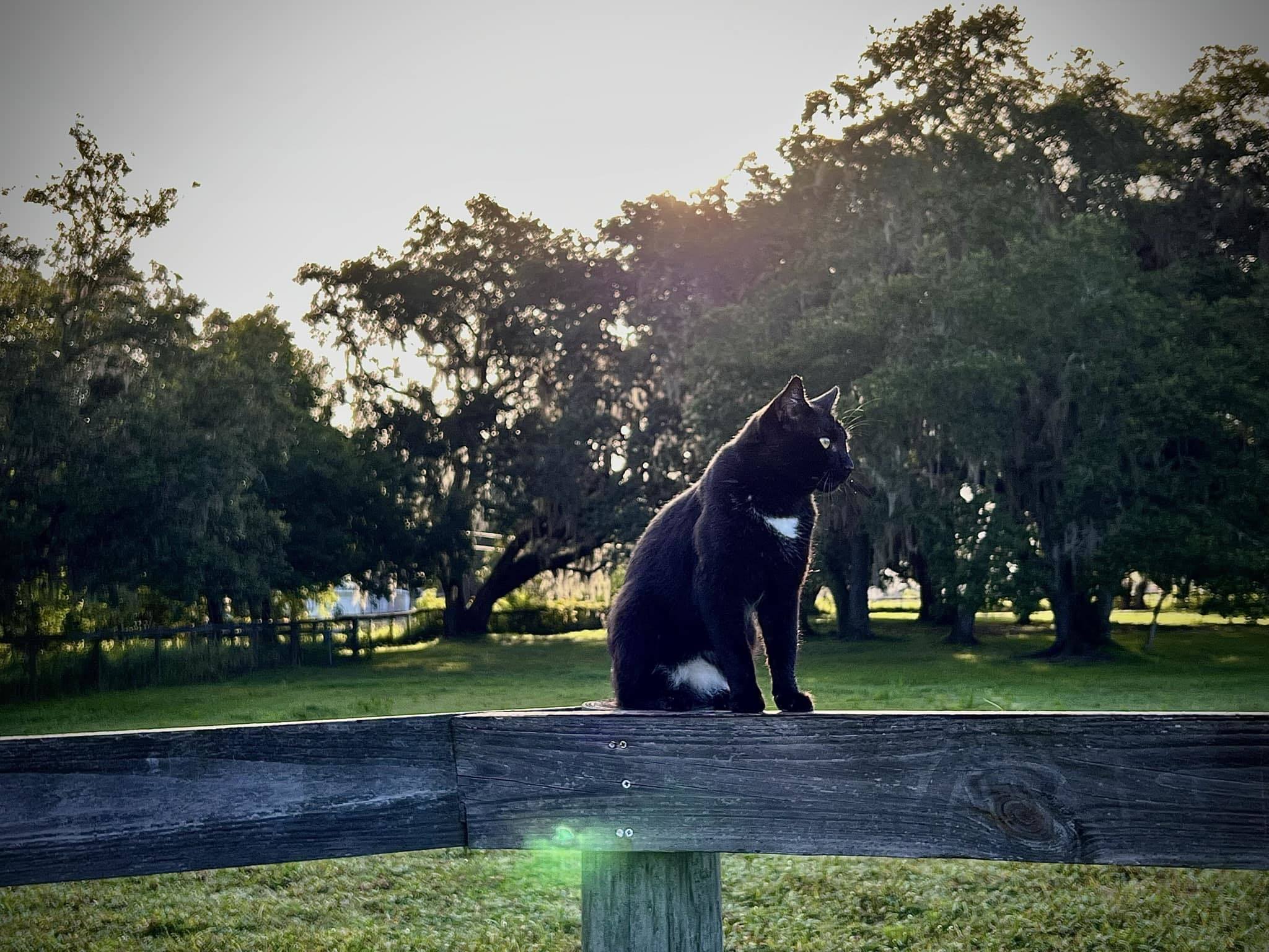 Bagheera photo 2