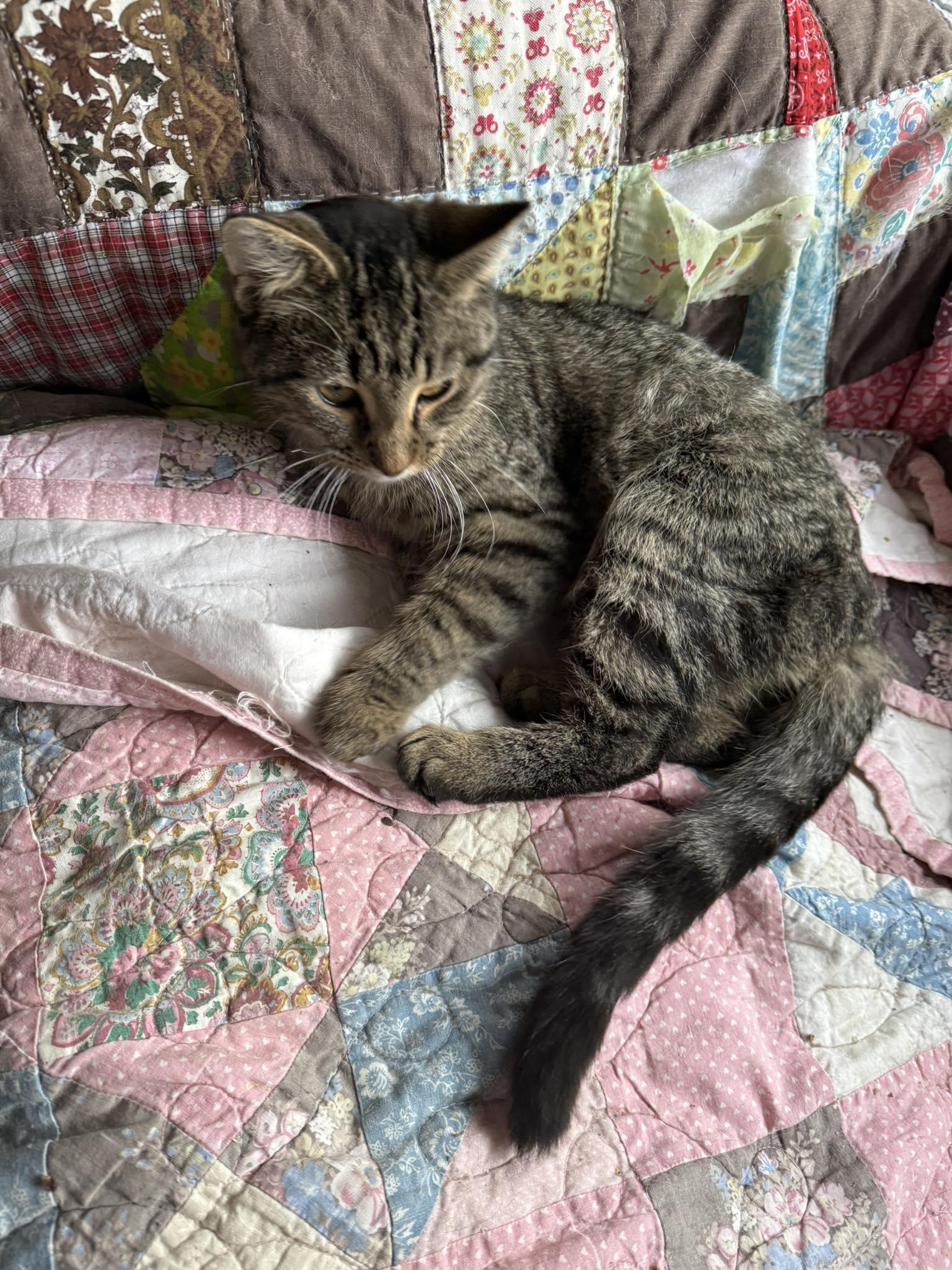 Scout — thumbnail 2