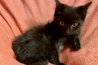 Enlarge Sinatra, a Adoptable Domestic Short Hair in Woodland Hills, CA image 1/1