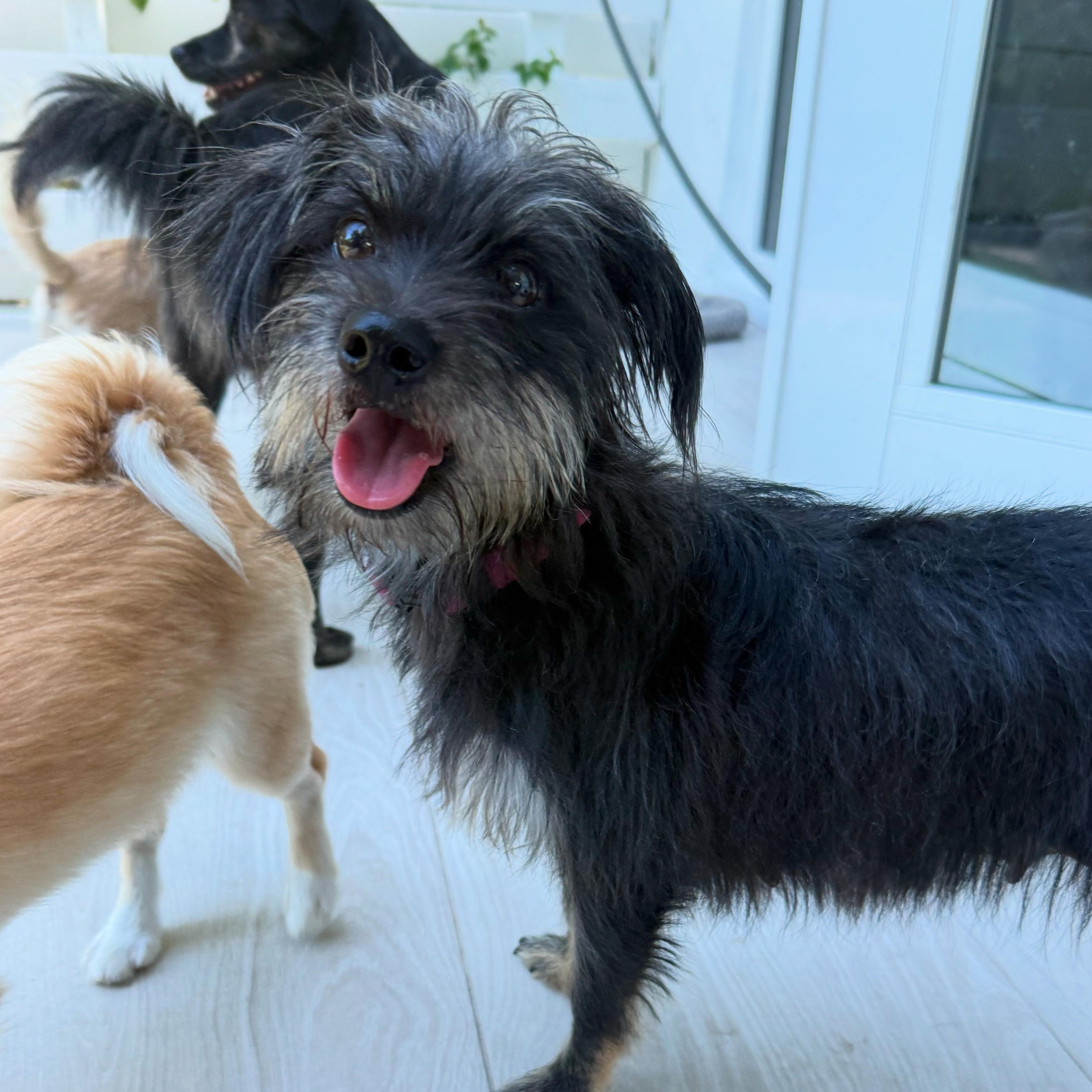 Cholie, adopted, Young Female Schnauzer & Yorkshire Terrier.
