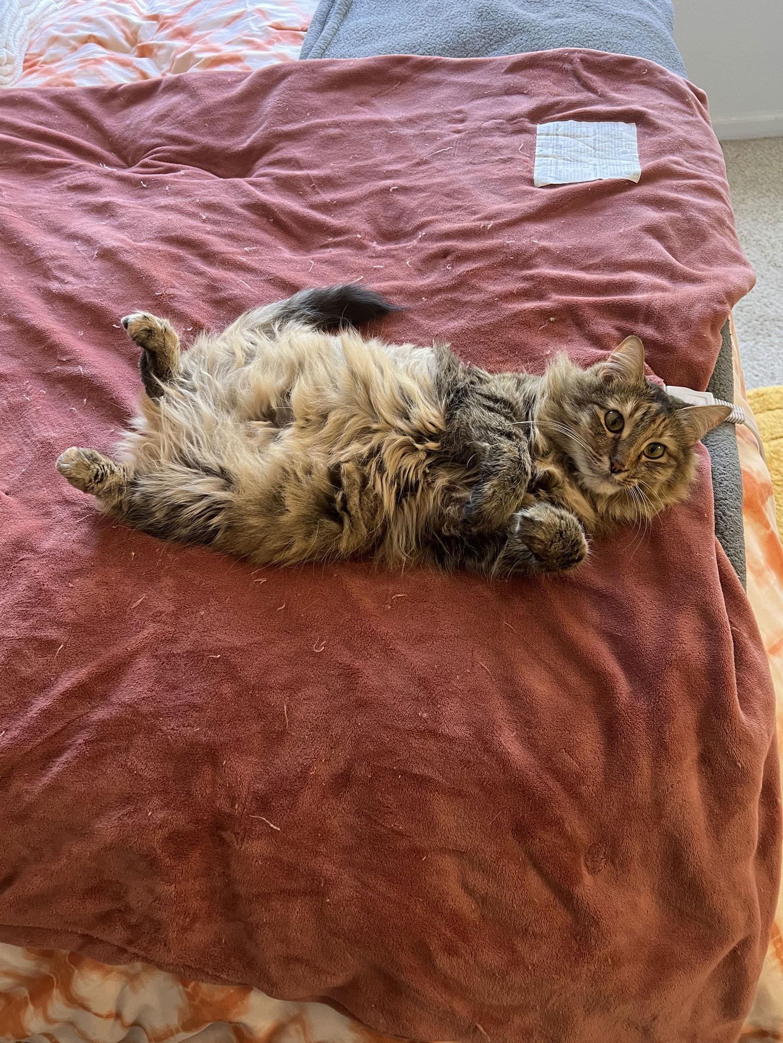 Sadie (Courtesy Post), Adoptable, Adult Female Domestic Long Hair.