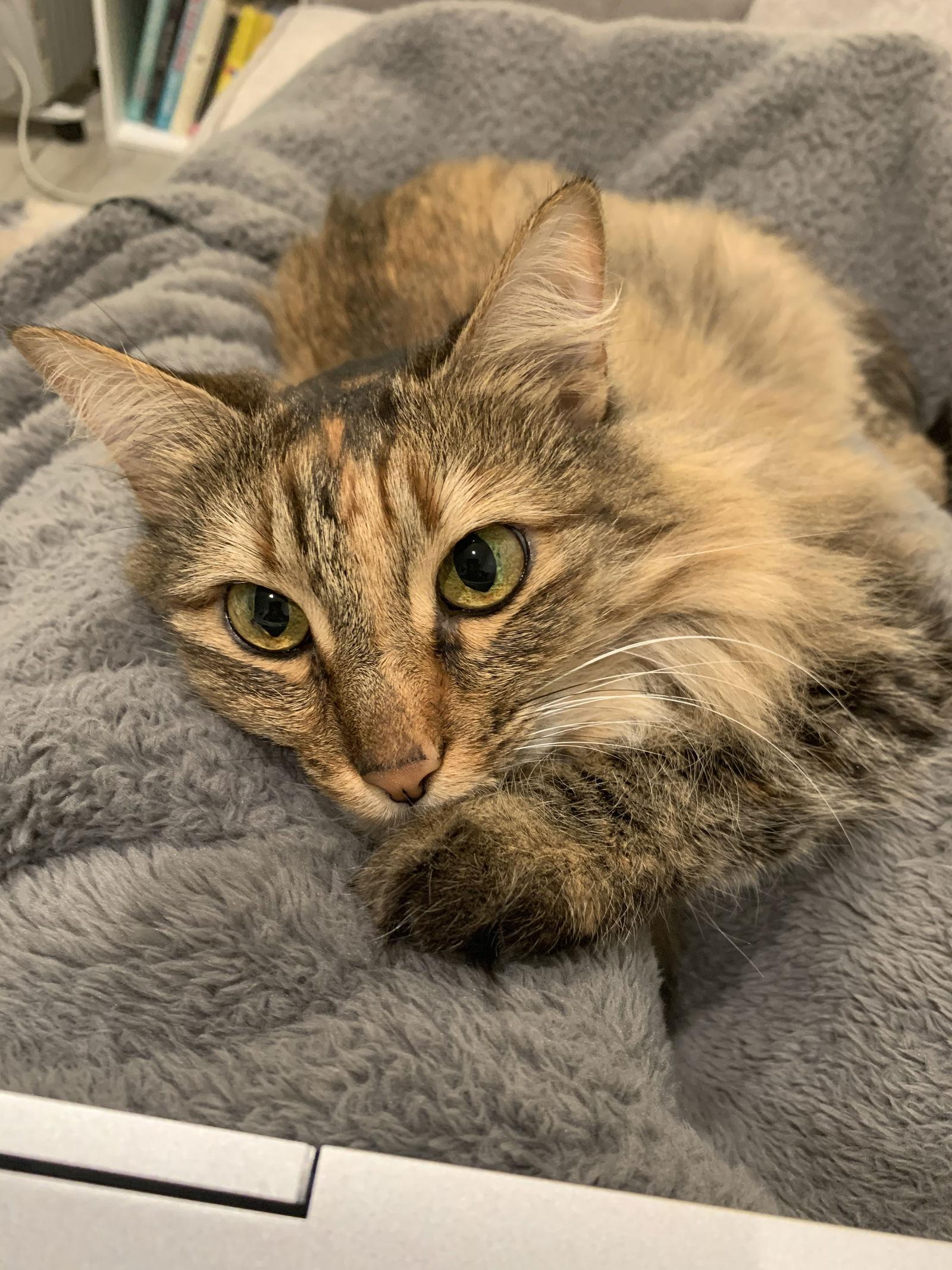 Sadie (Courtesy Post), a Adoptable Domestic Long Hair in San Jose, CA image 2/3
