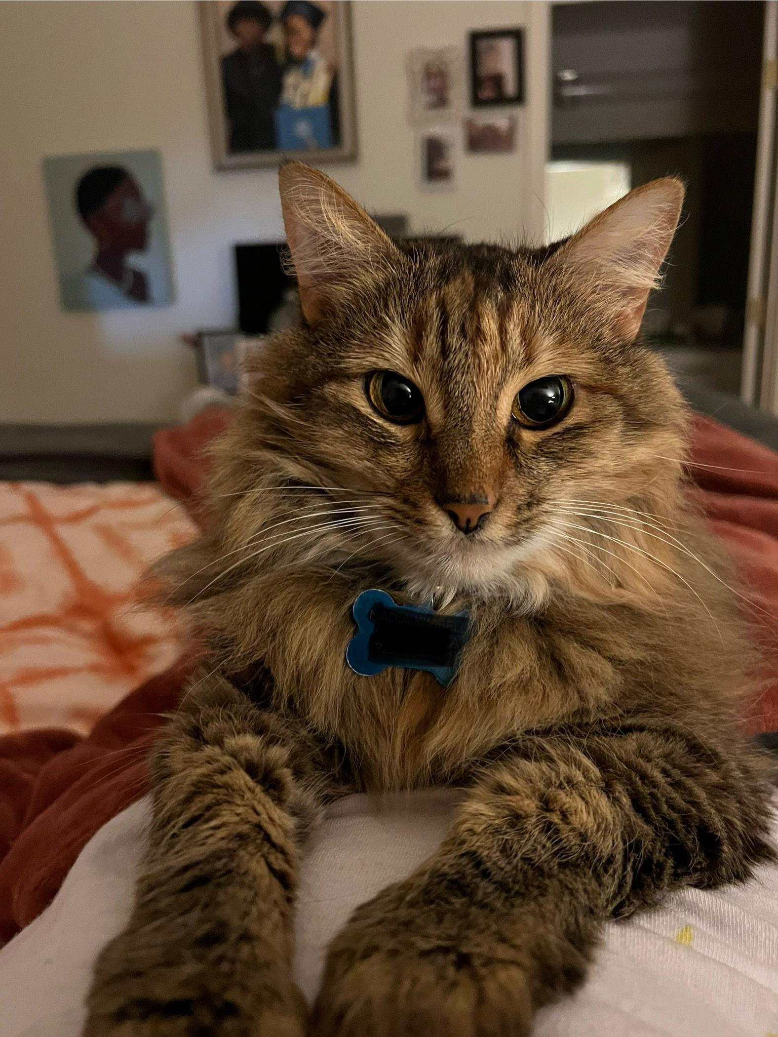 Sadie (Courtesy Post), a Adoptable Domestic Long Hair in San Jose, CA image 3/3