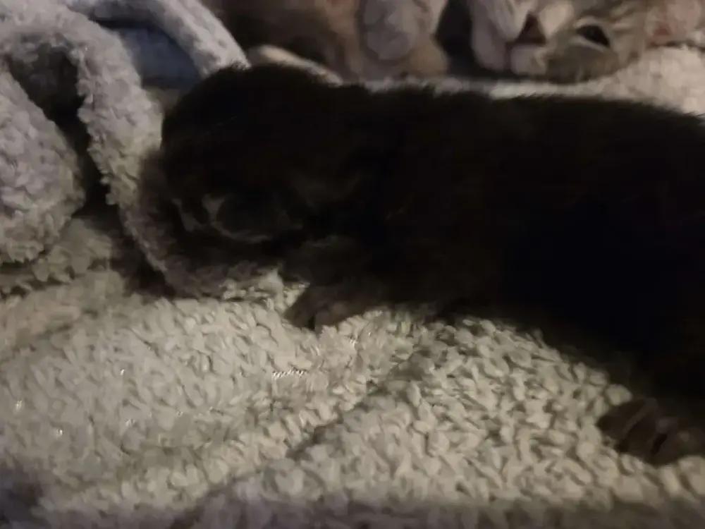 Enlarge Thalia, a Adoptable Domestic Short Hair in Grand Rapids, MI image 1/4