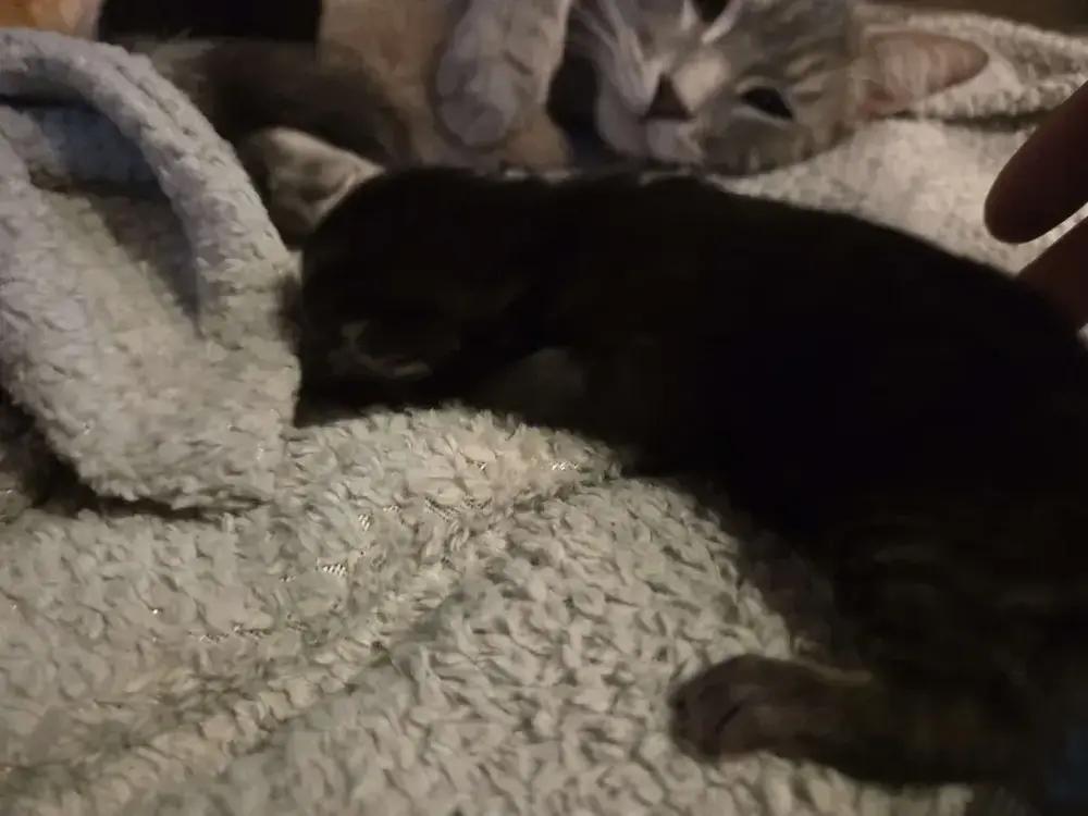 Enlarge Thalia, a Adoptable Domestic Short Hair in Grand Rapids, MI image 2/4