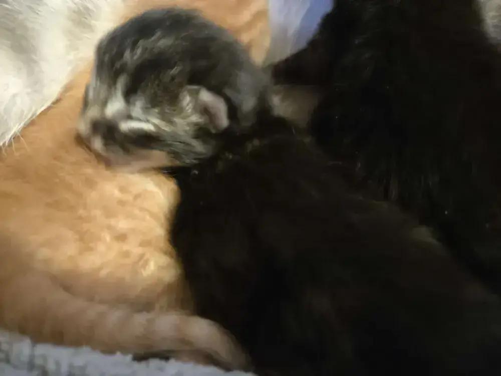 Enlarge Thalia, a Adoptable Domestic Short Hair in Grand Rapids, MI image 4/4