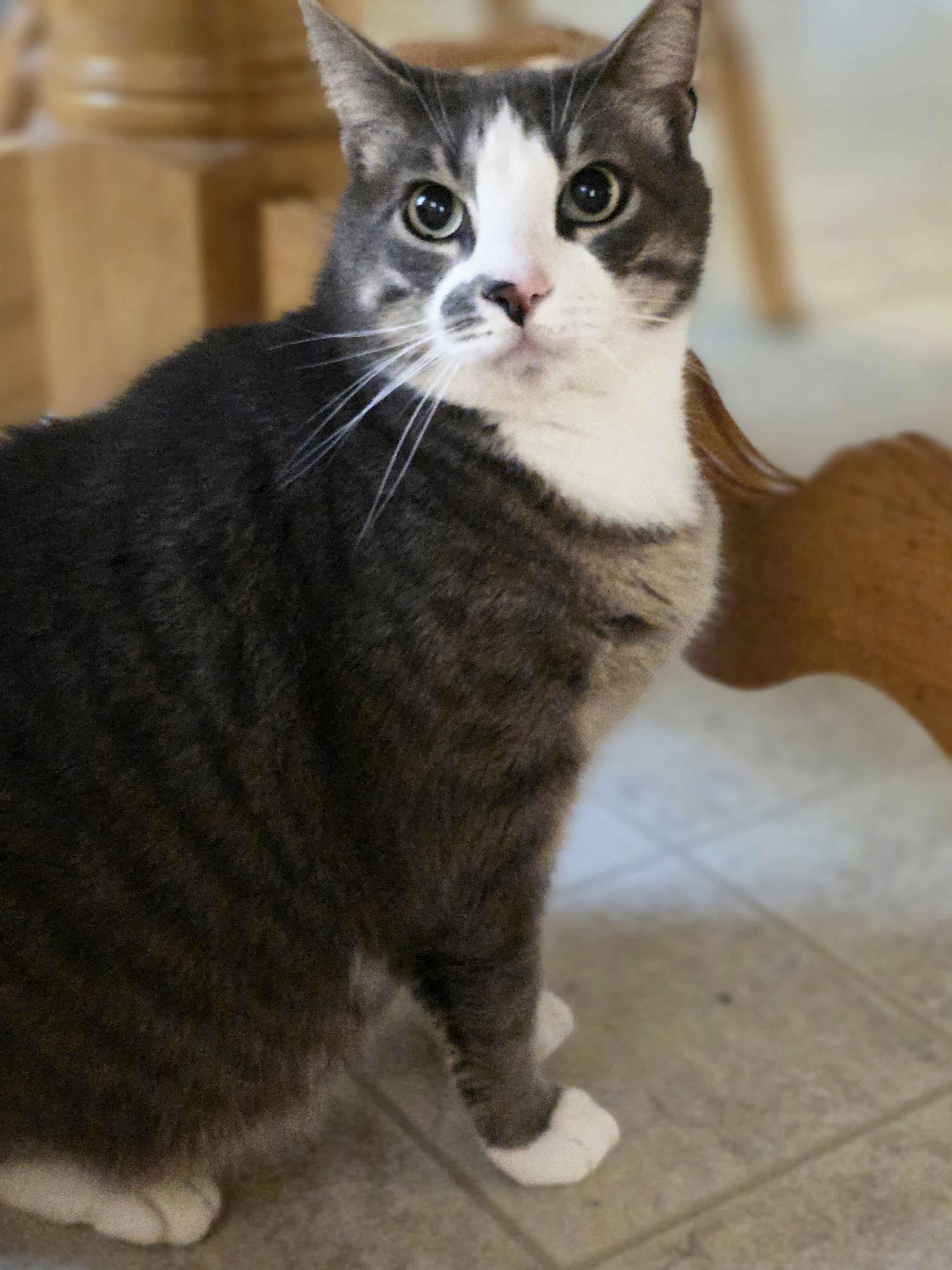 Enlarge Pumpkin, a Adoptable Domestic Short Hair in Piscataway, NJ image 3/5