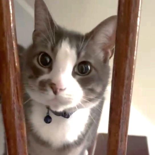 Enlarge Pumpkin, a Adoptable Domestic Short Hair in Piscataway, NJ image 2/5