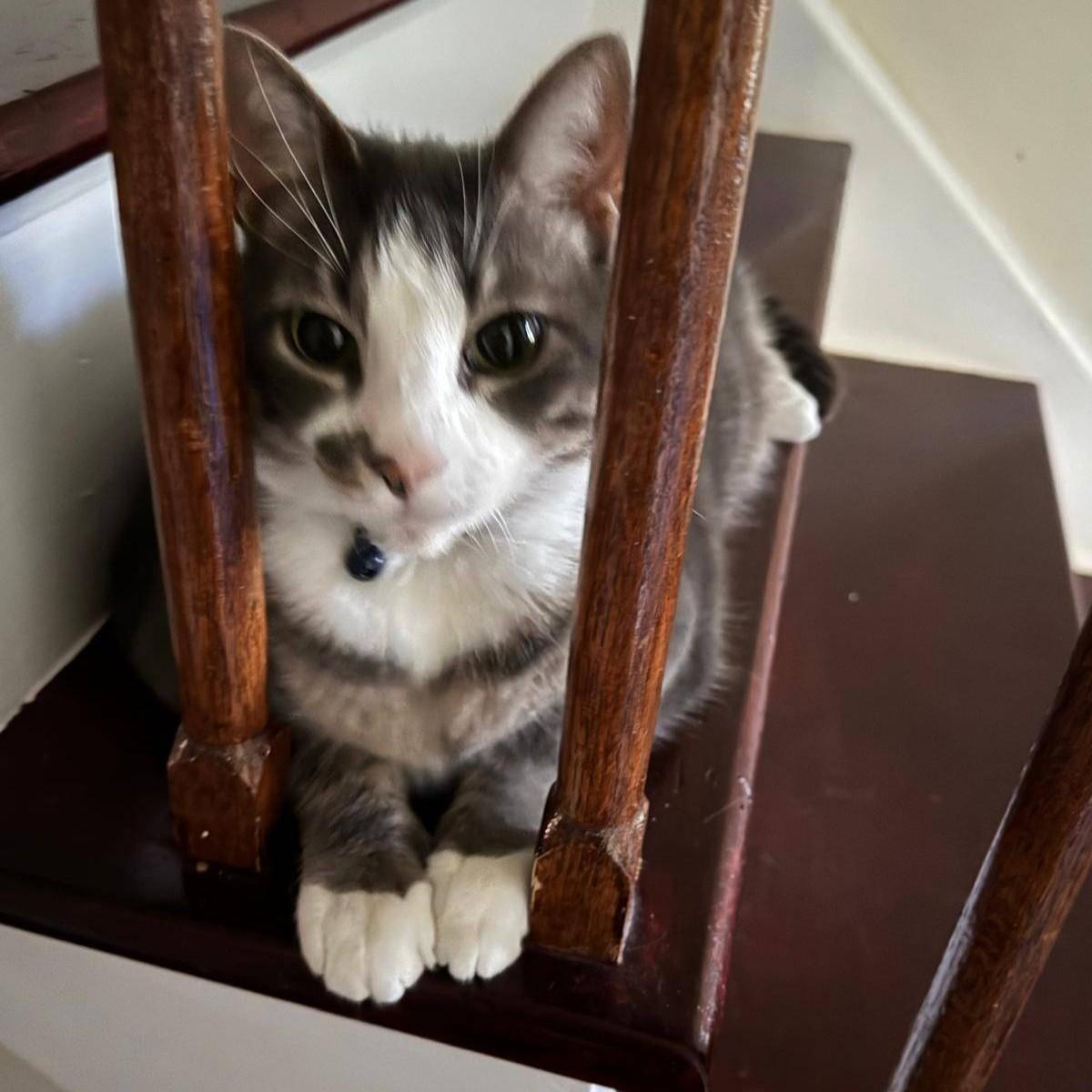 Pumpkin, Adoptable, Adult Male Domestic Short Hair.