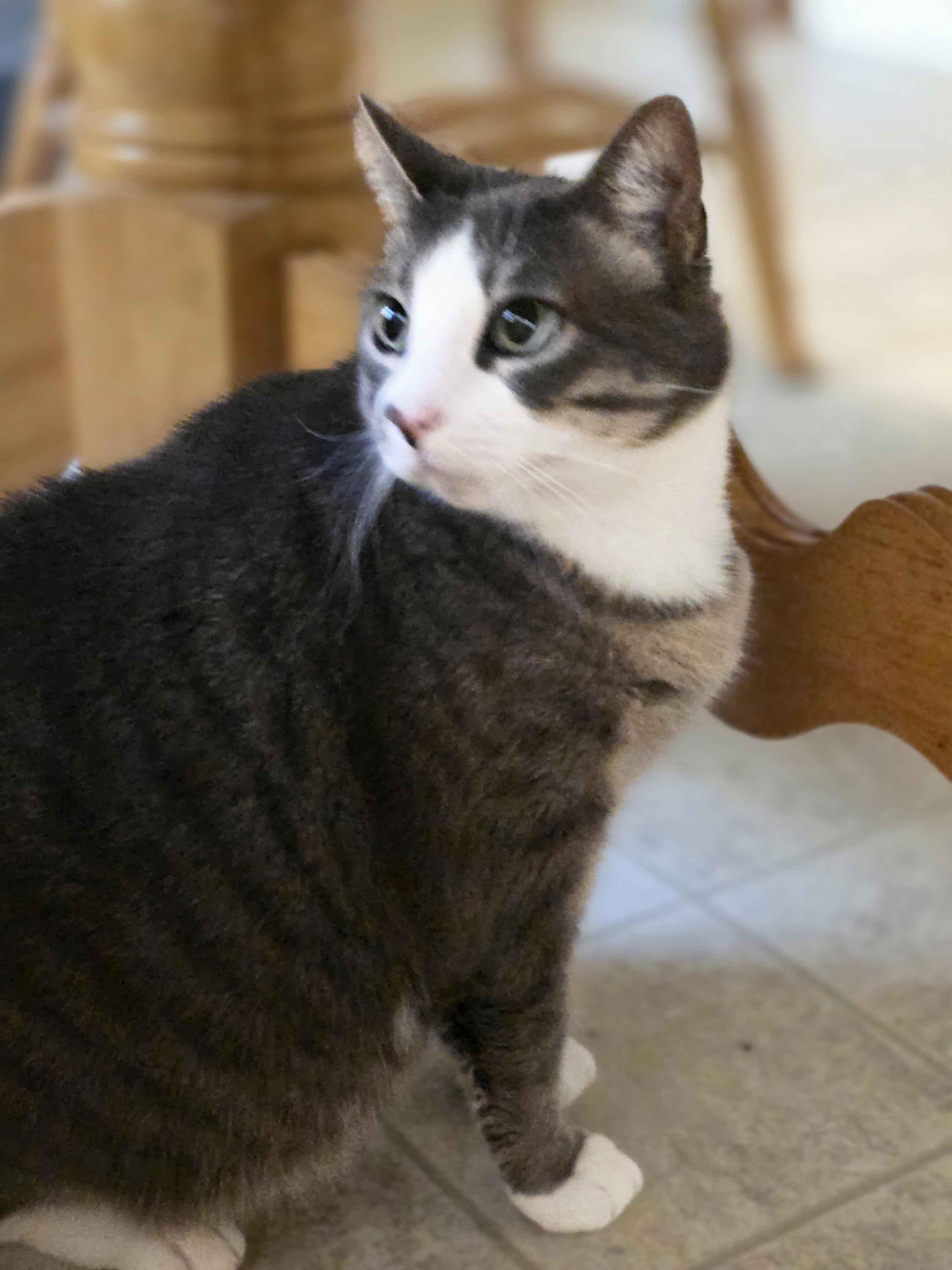 Enlarge Pumpkin, a Adoptable Domestic Short Hair in Piscataway, NJ image 4/5