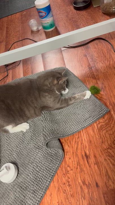 Enlarge Pumpkin, a Adoptable Domestic Short Hair in Piscataway, NJ video 5/5
