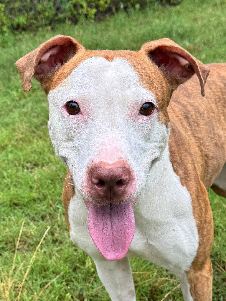 DA 3 Lisa, a Adoptable mixed breed in Glen Allen, VA image 1/3