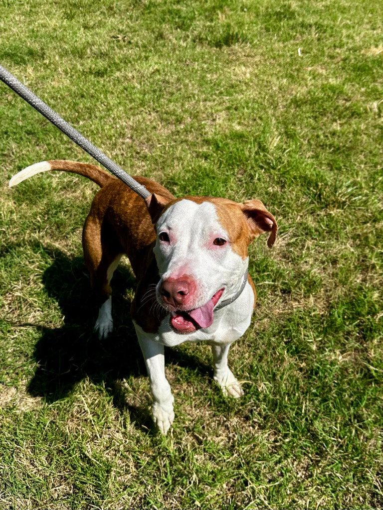 DA 3 Lisa, a Adoptable mixed breed in Glen Allen, VA image 2/3