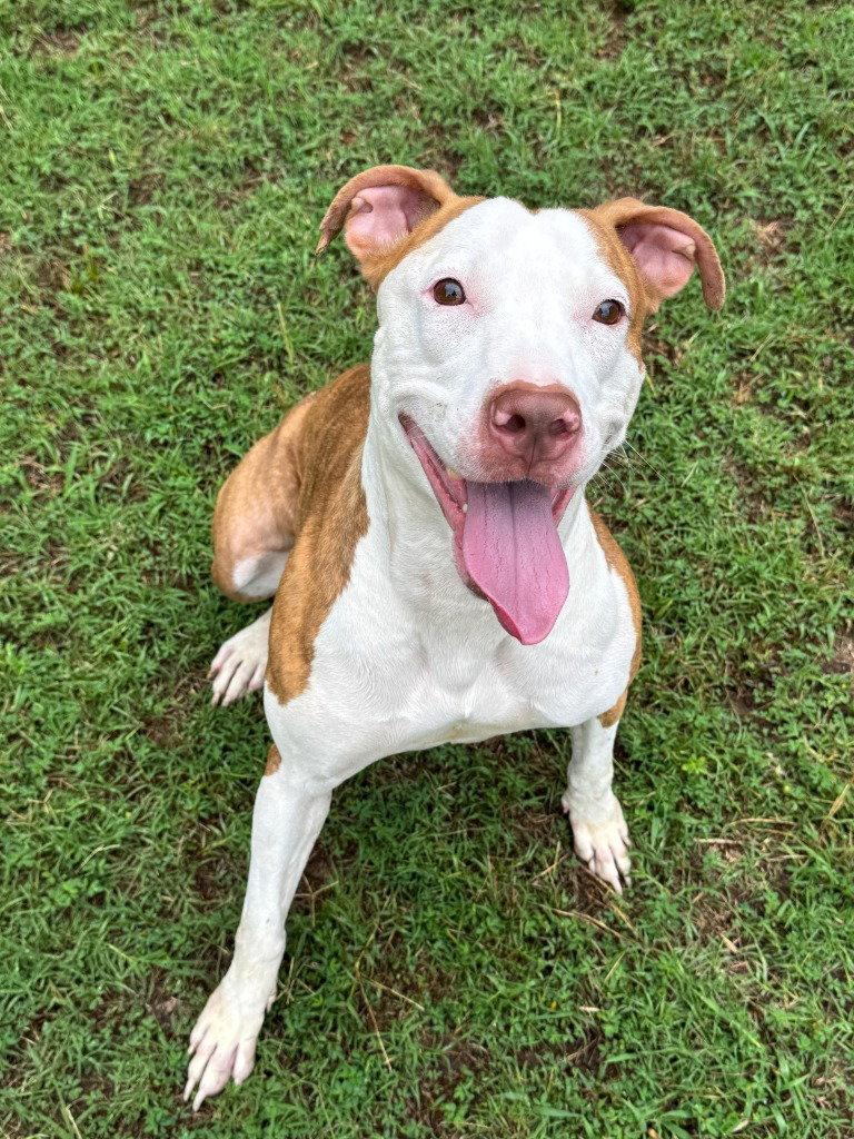 DA 3 Lisa, a Adoptable mixed breed in Glen Allen, VA image 3/3