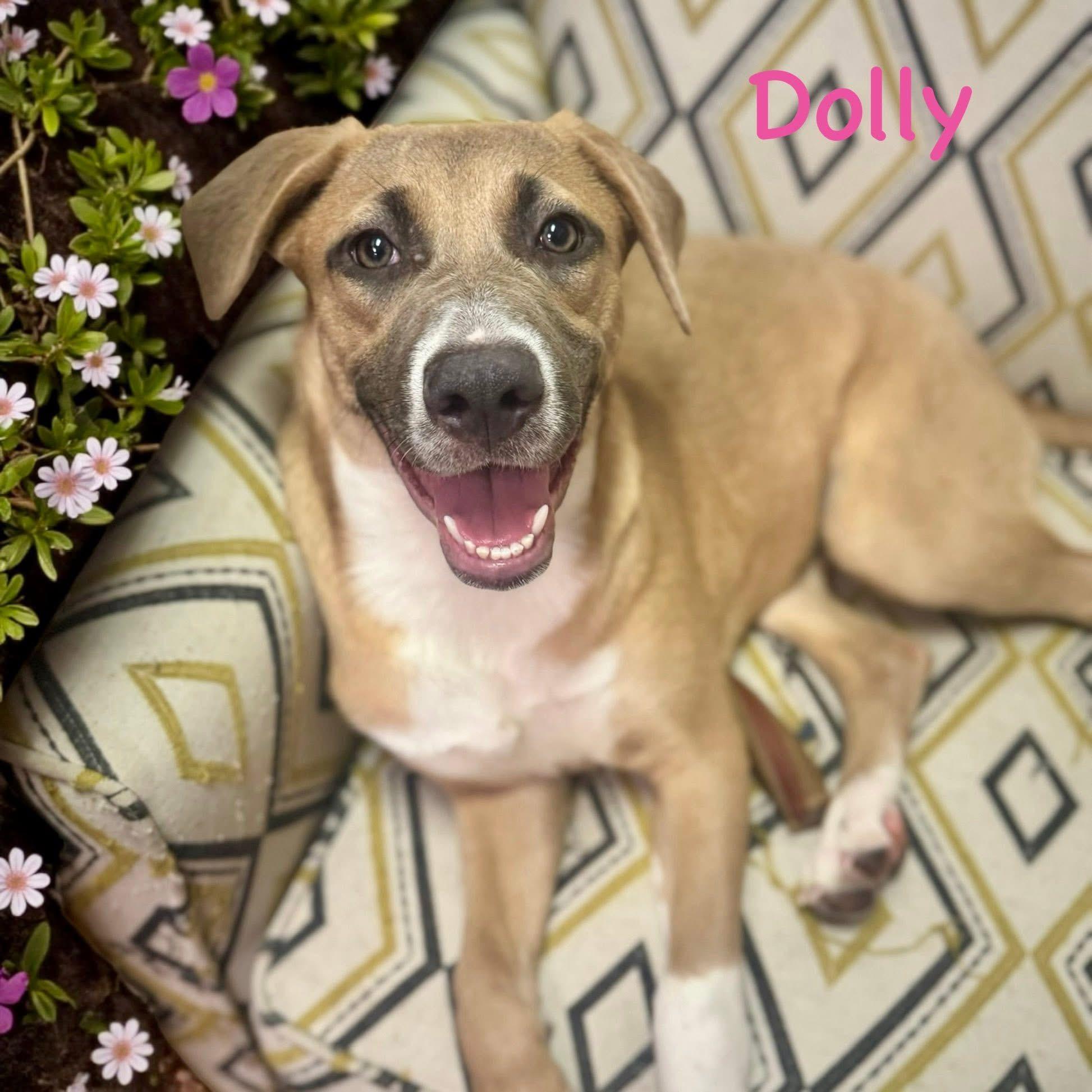 Enlarge Dolly, a ADOPTABLE mixed breed in South Amboy, NJ image 2/5