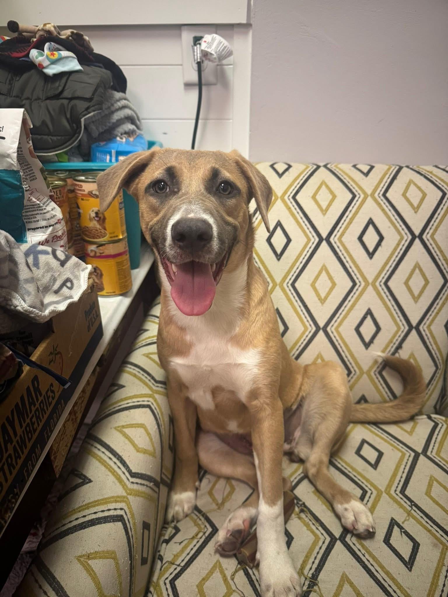 Enlarge Dolly, a ADOPTABLE mixed breed in South Amboy, NJ image 5/5