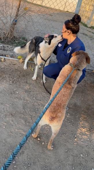 Enlarge Steele the sensitive husky, a ADOPTABLE Siberian Husky in San Bernardino, CA image 3/6