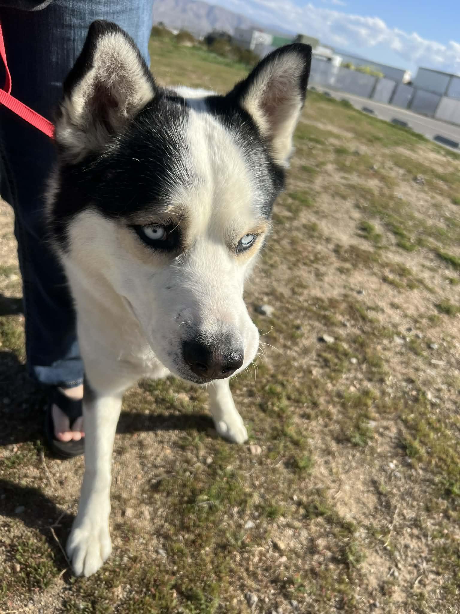 Enlarge Steele the sensitive husky, a ADOPTABLE Siberian Husky in San Bernardino, CA image 6/6