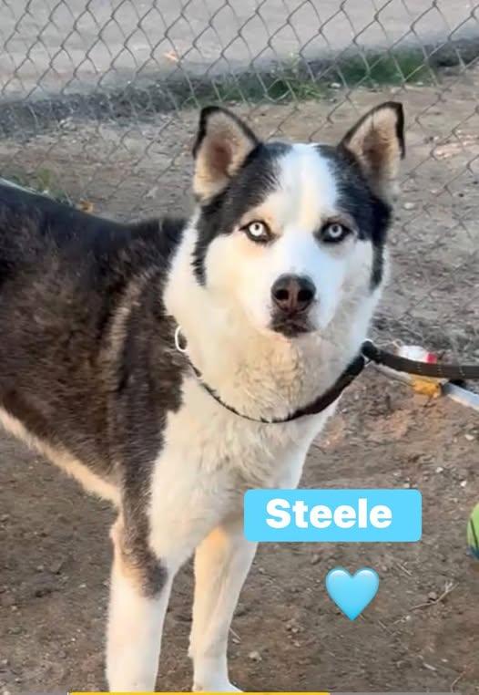 Enlarge Steele the sensitive husky, a ADOPTABLE Siberian Husky in San Bernardino, CA image 1/6