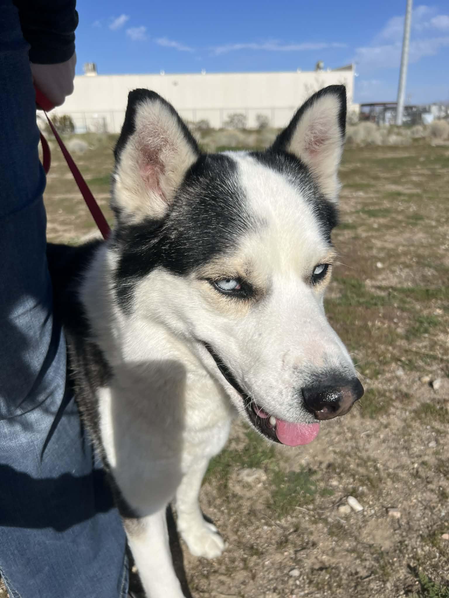 Enlarge Steele the sensitive husky, a ADOPTABLE Siberian Husky in San Bernardino, CA image 4/6
