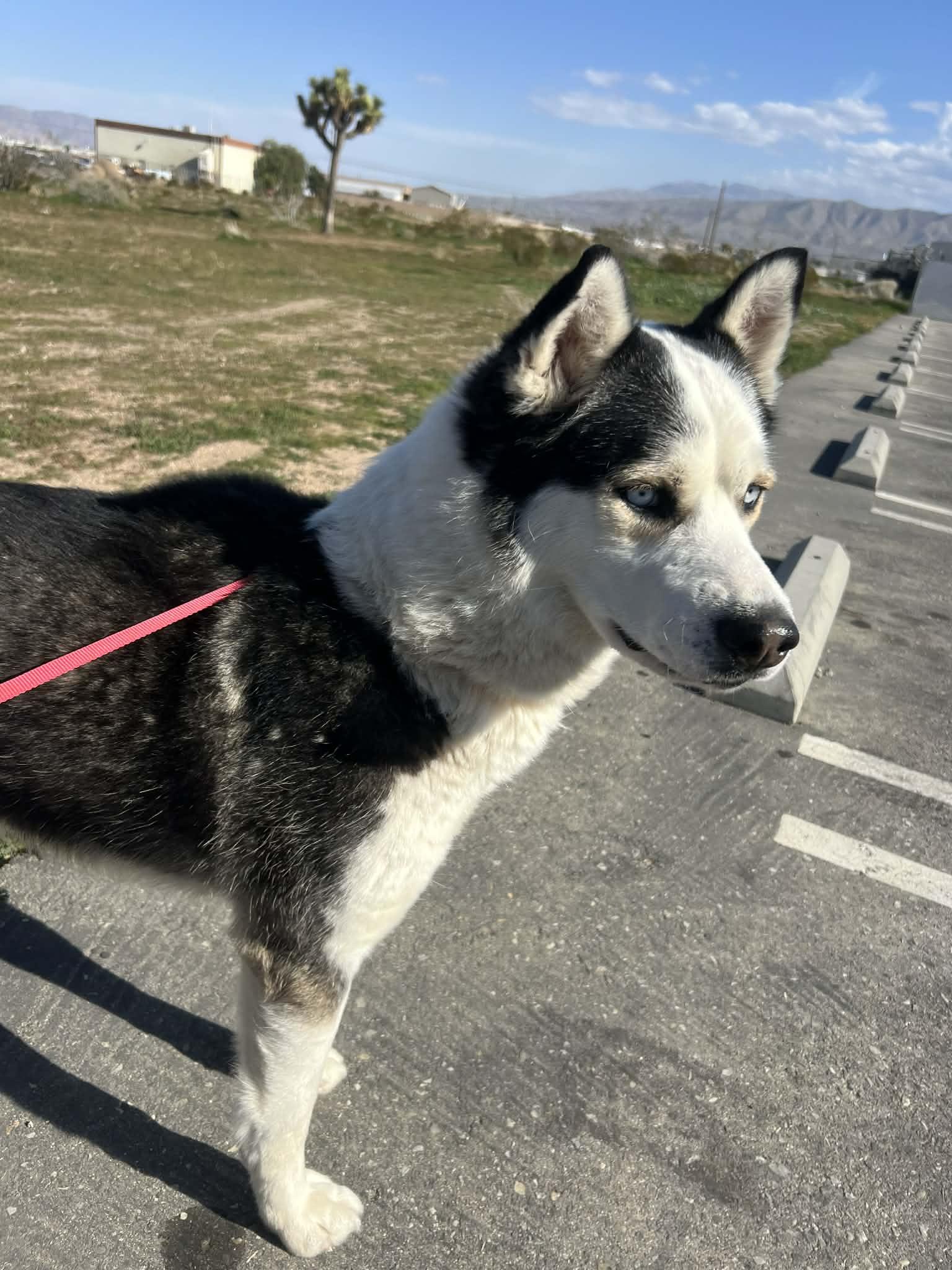 Enlarge Steele the sensitive husky, a ADOPTABLE Siberian Husky in San Bernardino, CA image 5/6