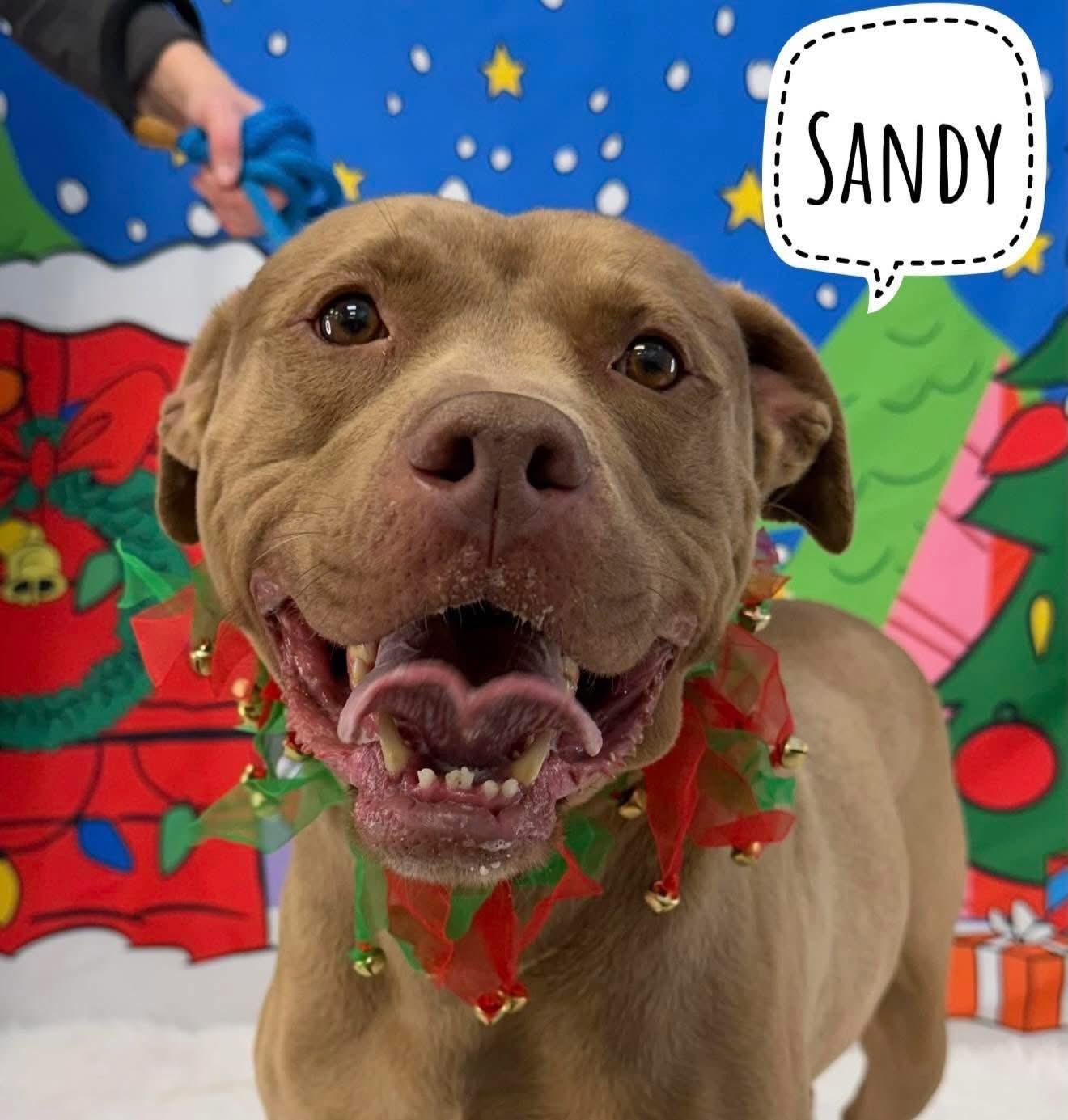Enlarge Sandy, an adopted Mixed Breed in Flint, MI image 1/1