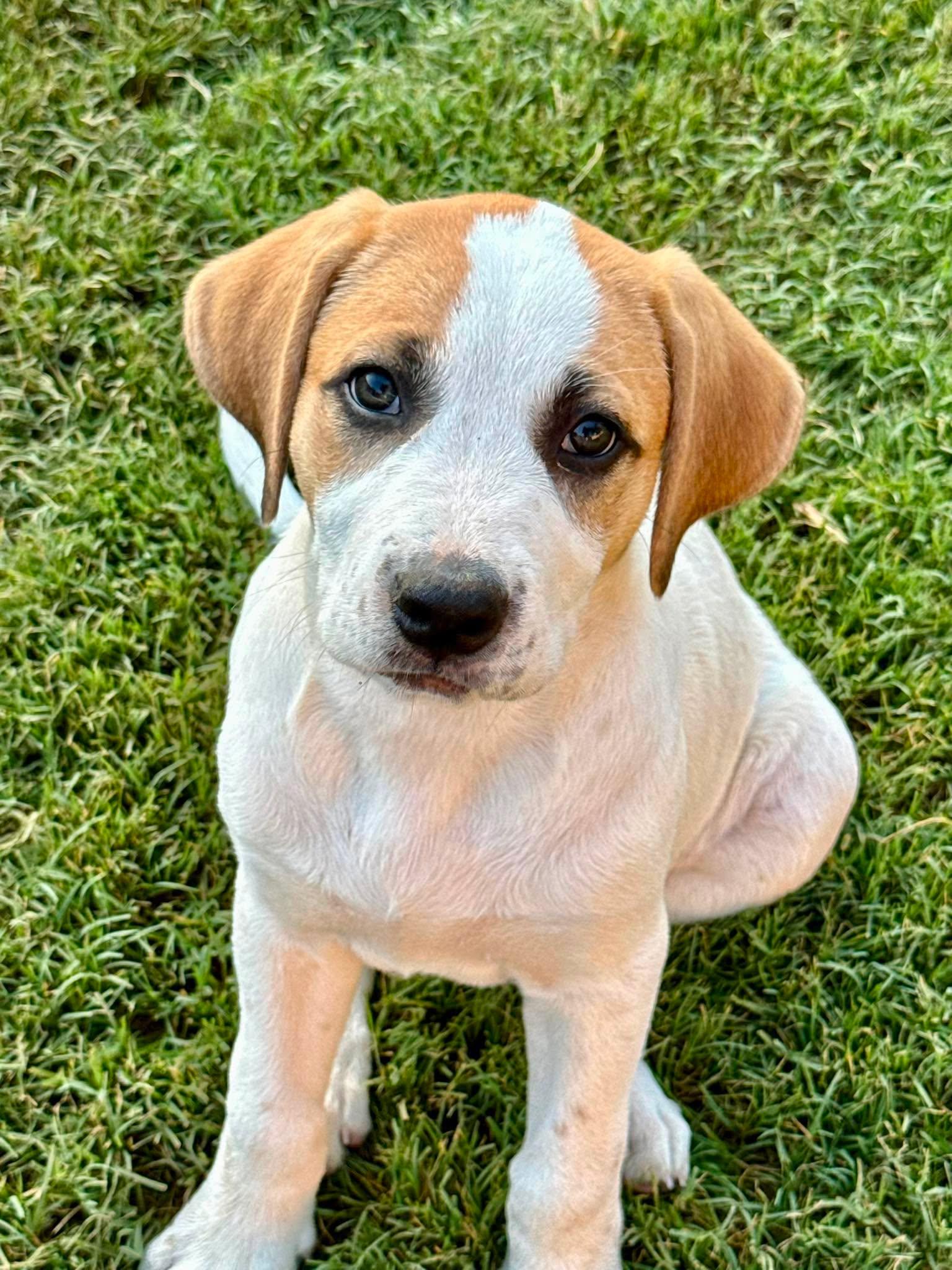 Enlarge Teeny Chirichillo, an adopted mixed breed in Kiowa, OK image 2/6