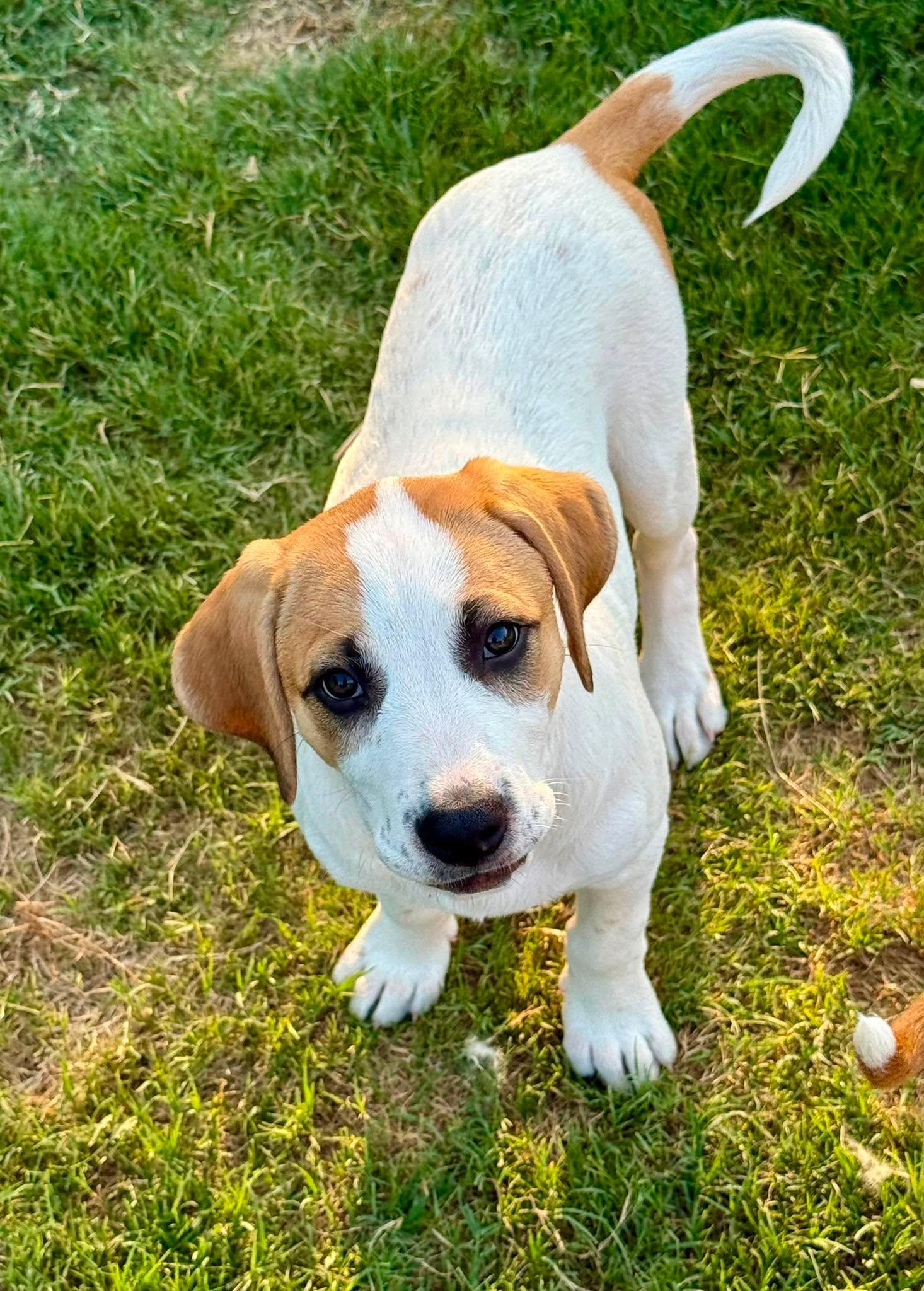 Enlarge Teeny Chirichillo, an adopted mixed breed in Kiowa, OK image 5/6