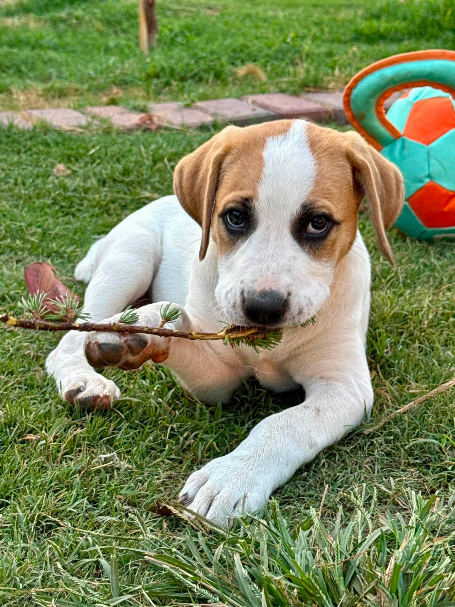 Enlarge Teeny Chirichillo, an adopted mixed breed in Kiowa, OK image 4/6