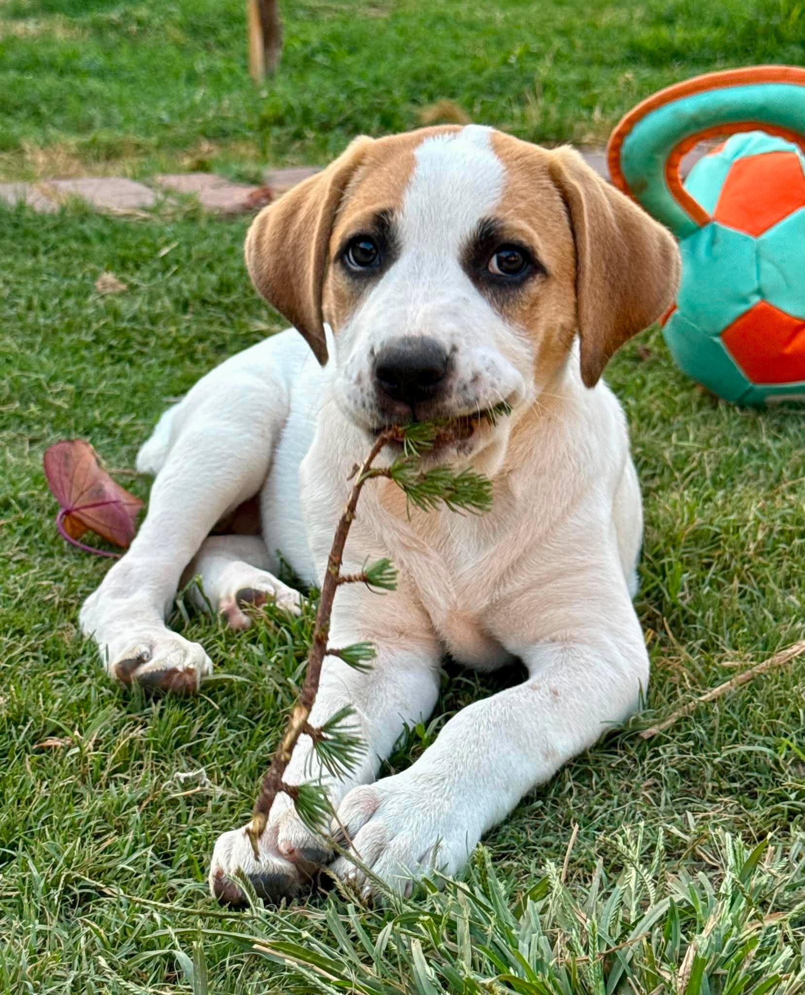Teeny Chirichillo, adopted, Puppy Female Great Pyrenees.