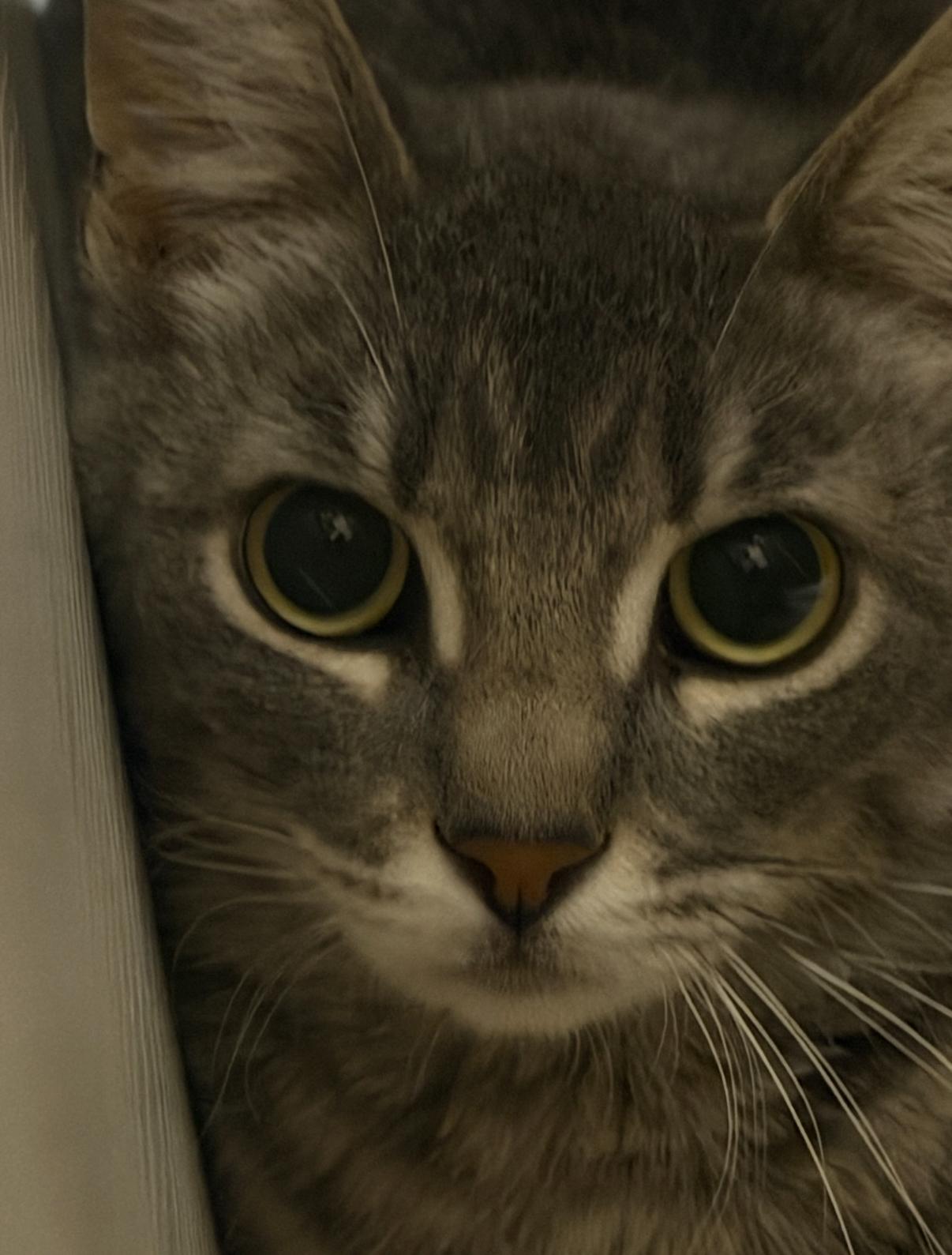 Minestrone , adoptable, Adult Female Domestic Short Hair.