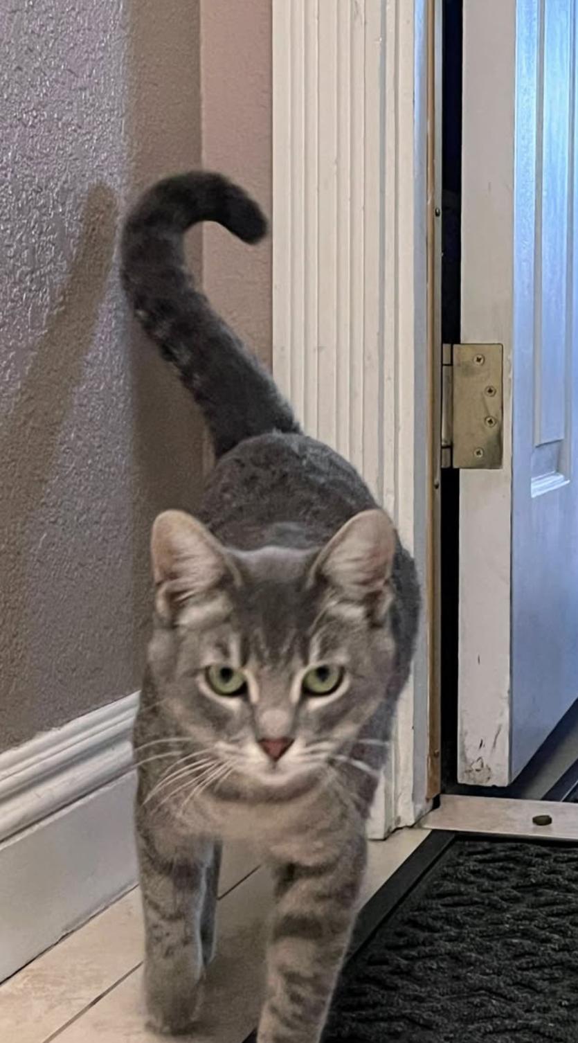 Minestrone , adoptable, Adult Female Domestic Short Hair.