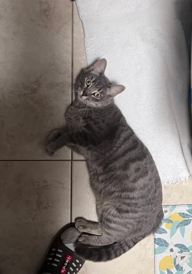 Enlarge Minestrone , an adoptable Domestic Short Hair in Oceanside, CA image 4/5