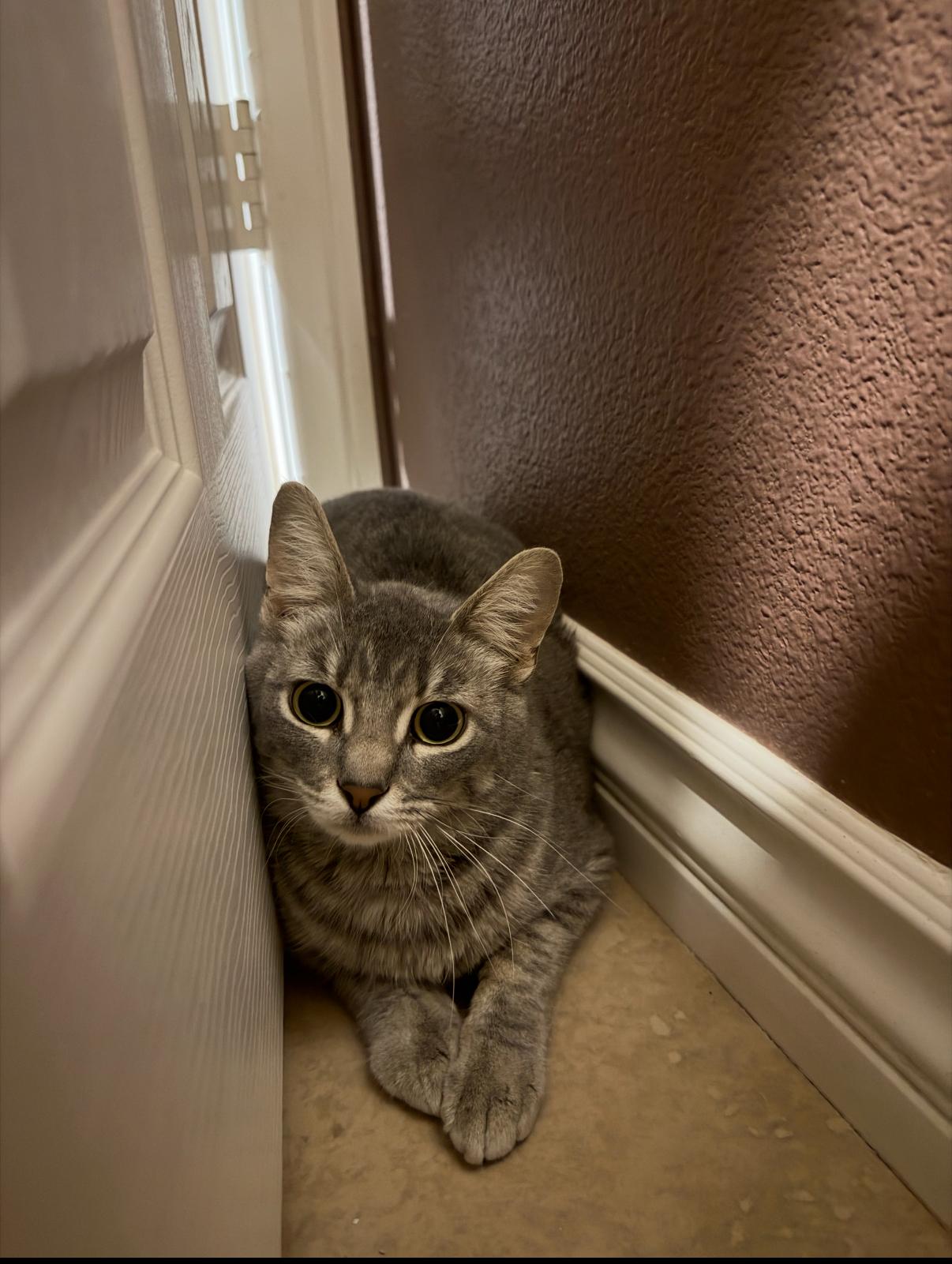 Enlarge Minestrone , an adoptable Domestic Short Hair in Oceanside, CA image 2/5