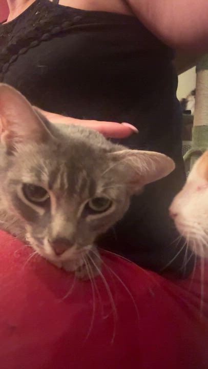 Enlarge Minestrone , an adoptable Domestic Short Hair in Oceanside, CA video 5/5