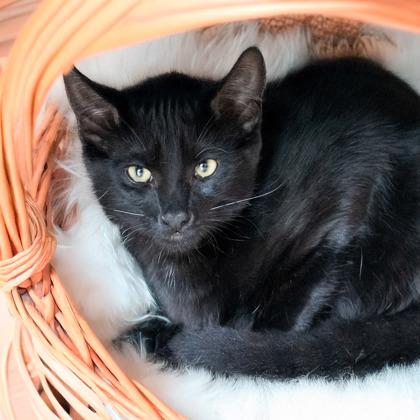 Tyson, Adoptable, Kitten Male Domestic Short Hair & Domestic Short Hair.